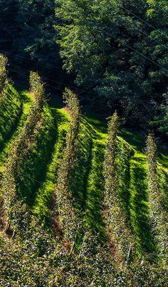 Produzione vinicola svizzera